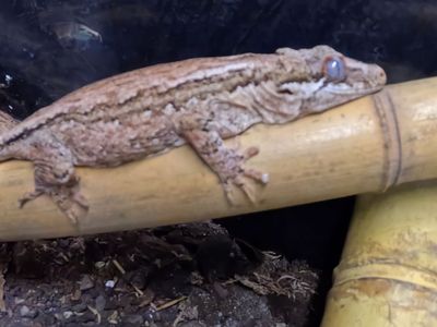 Adult Female Gargoyle Gecko