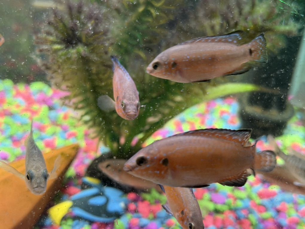 Red Jewel Cichlids - $4