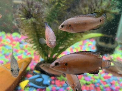 Red Jewel Cichlids - $4