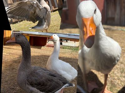 French Toulouse & Embden Geese ( FREE) TO GOOD HOME