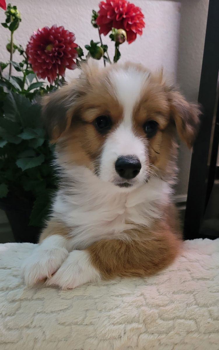 AKC Corgi Fluffy Puppies