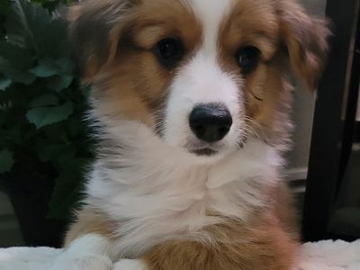 AKC Corgi Fluffy Puppies