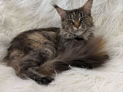 Gorgeous Maine Coon Female