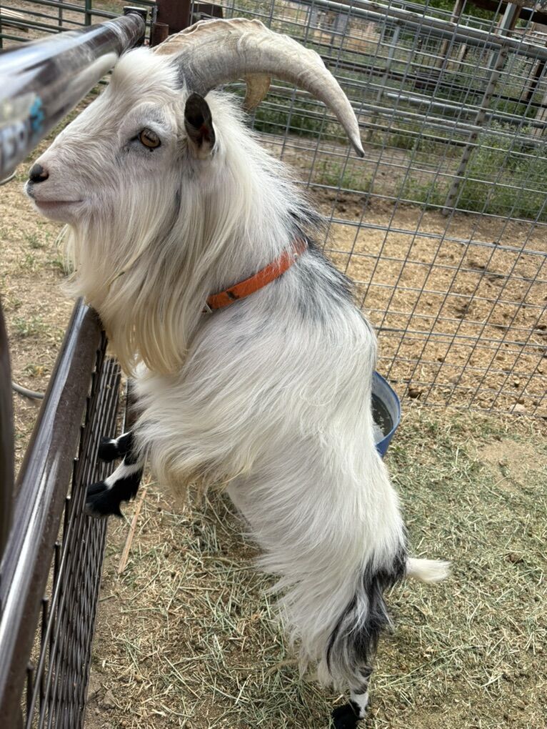 Billy Goat