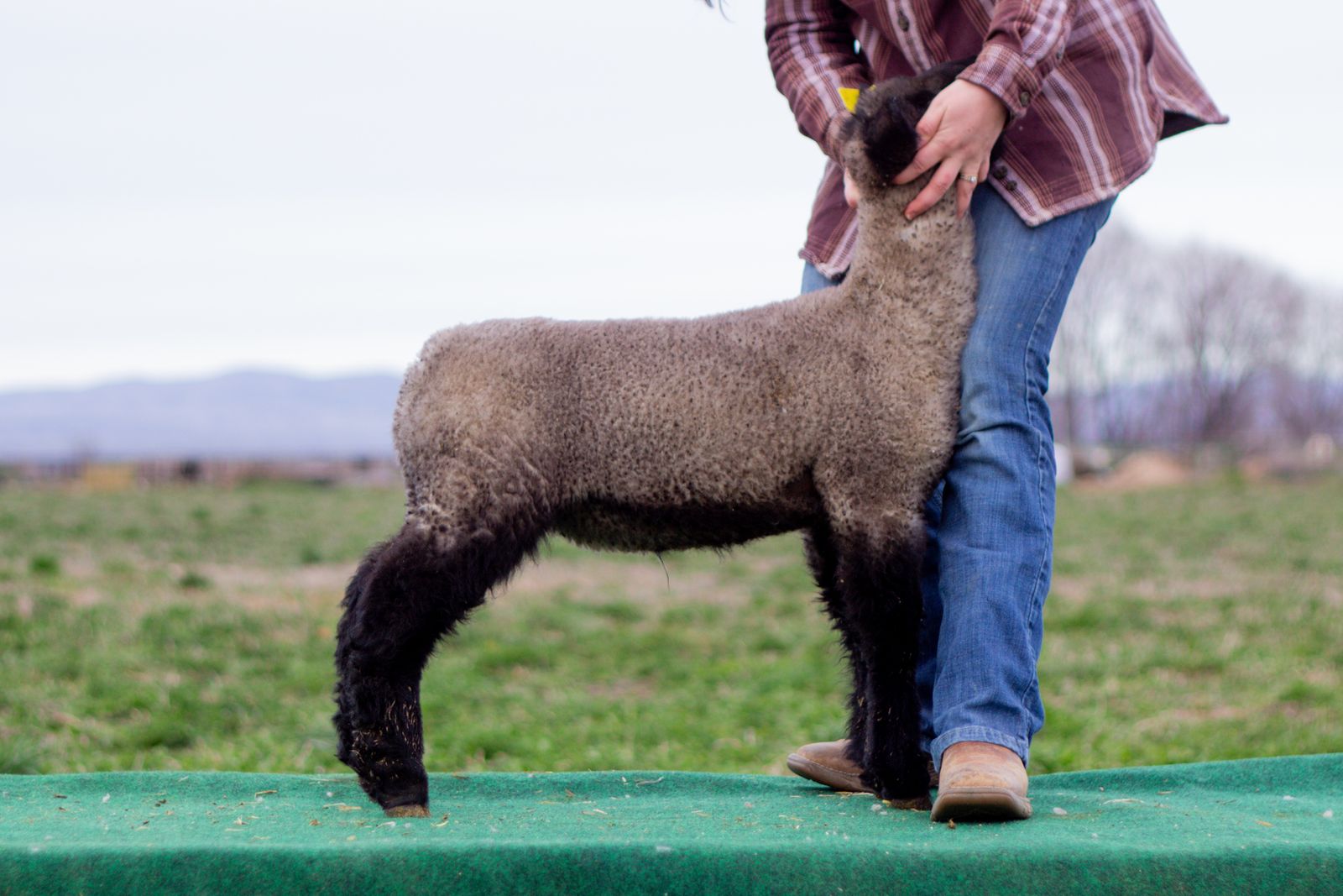 Great Quality Show Lambs