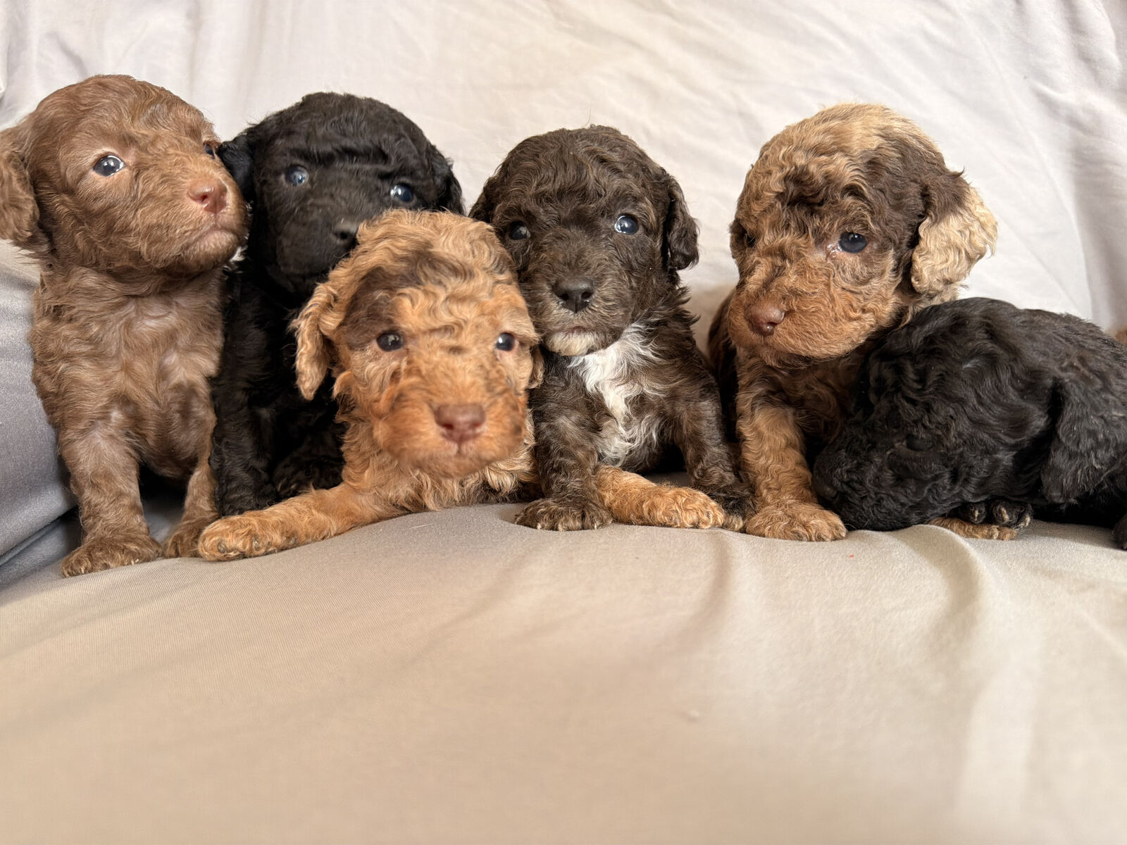 Toy Poodle Puppies