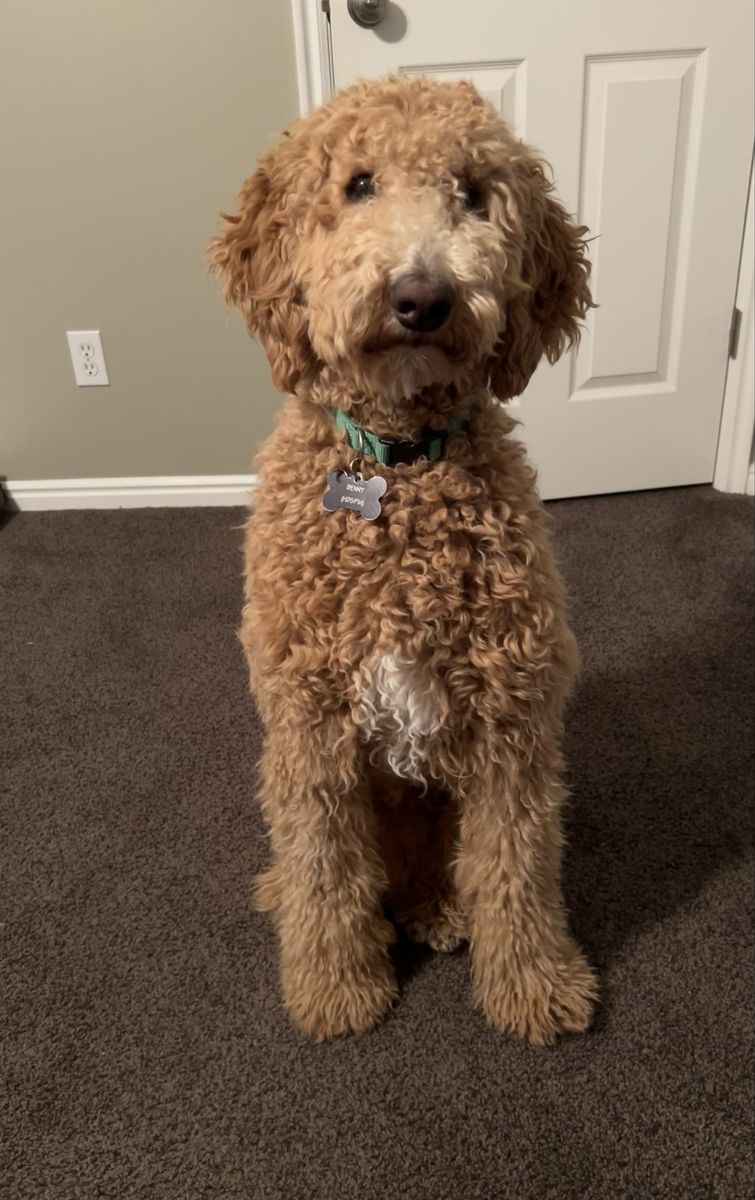 standard poodle, STUD services