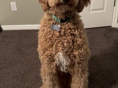 standard poodle, STUD services