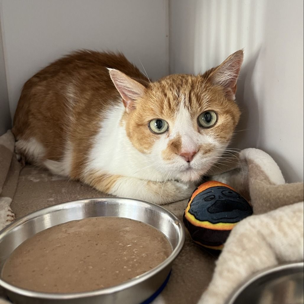 Hello my name is Guava