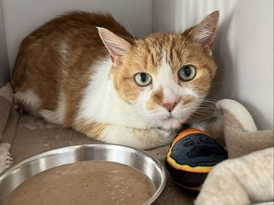 Hello my name is Guava