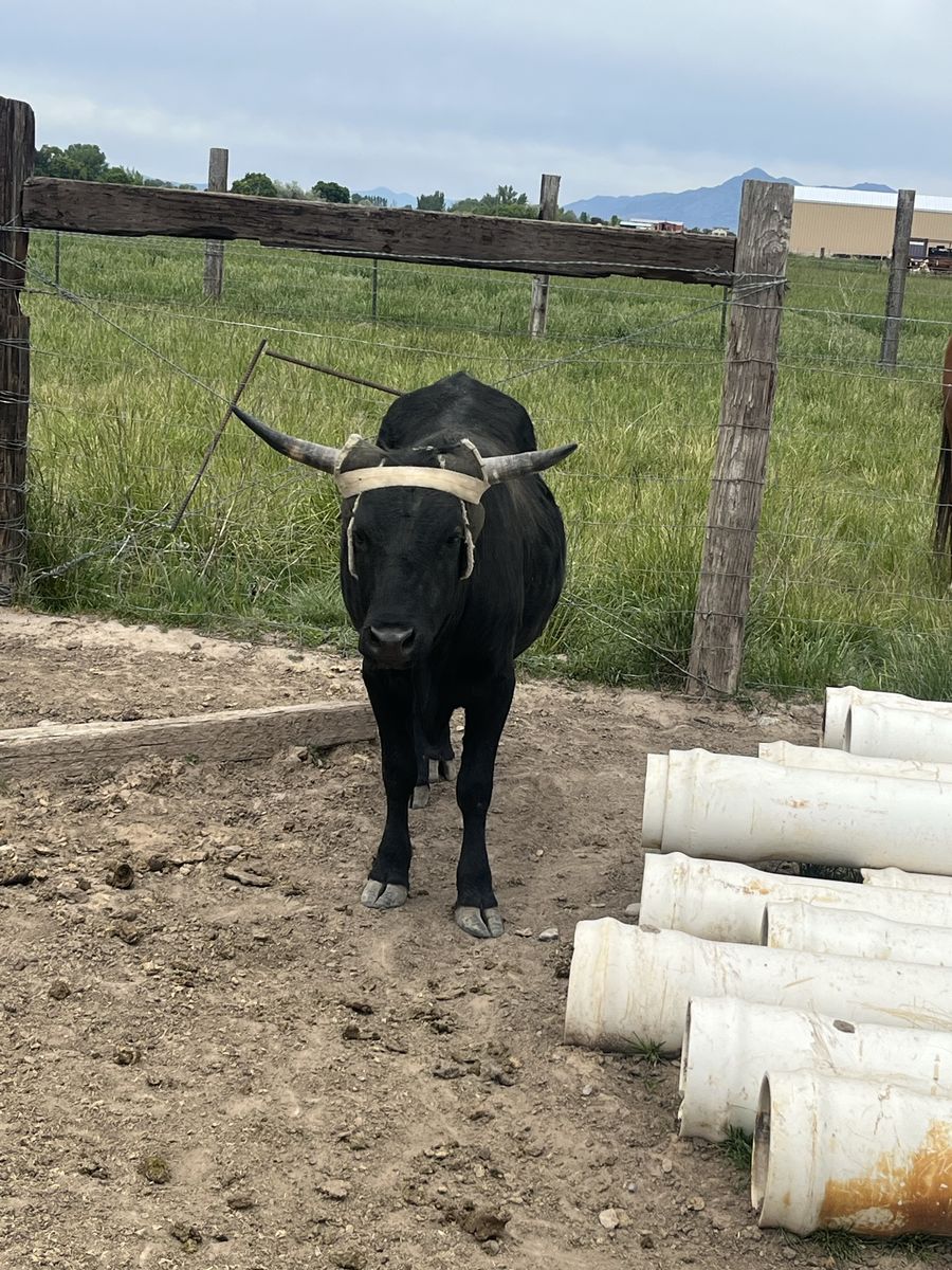 Team roping steer