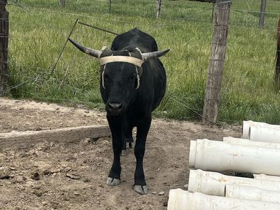 Team roping steer