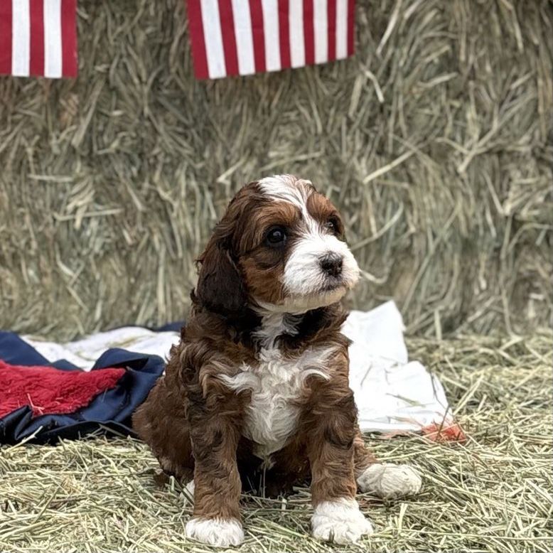 Bernedoodle Puppies - Ready July 6th!