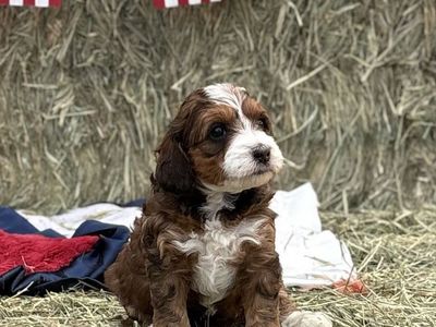 Bernedoodle Puppies - Ready July 6th!