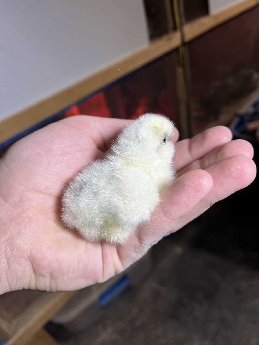 Silkie Chicks SALE