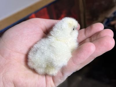 Silkie Chicks SALE