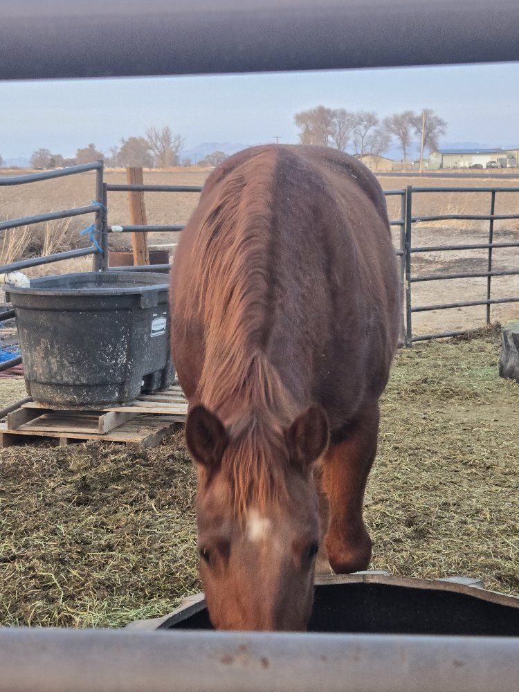 mare for sale