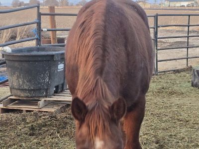 mare for sale