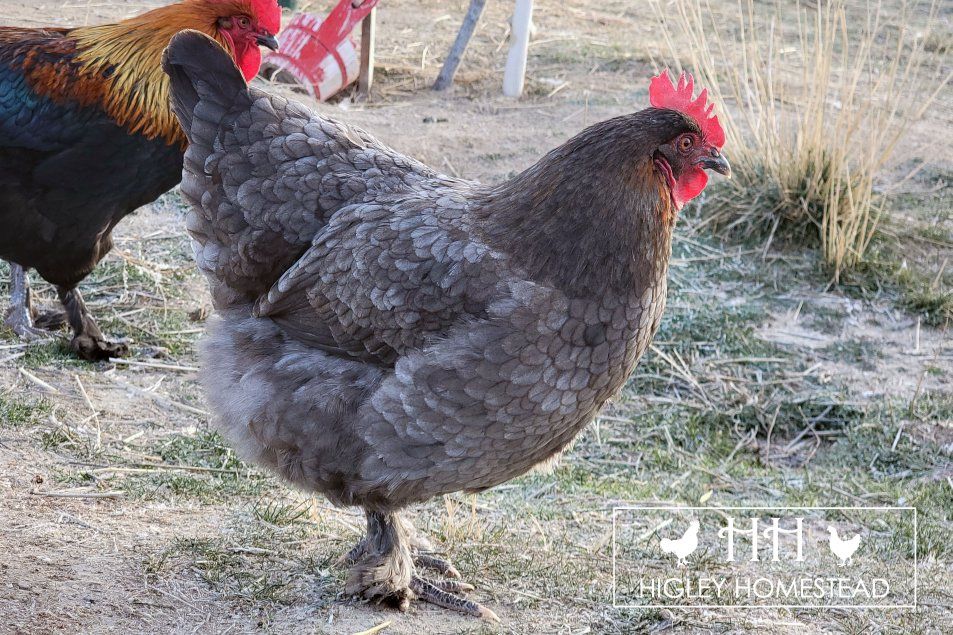 Blue Copper Marans Hen