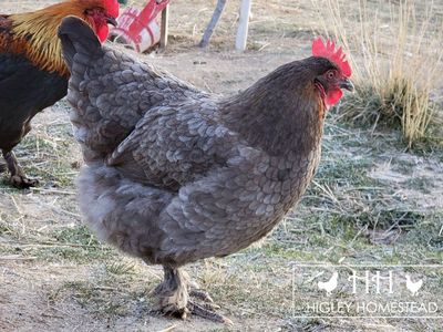 Blue Copper Marans Hen