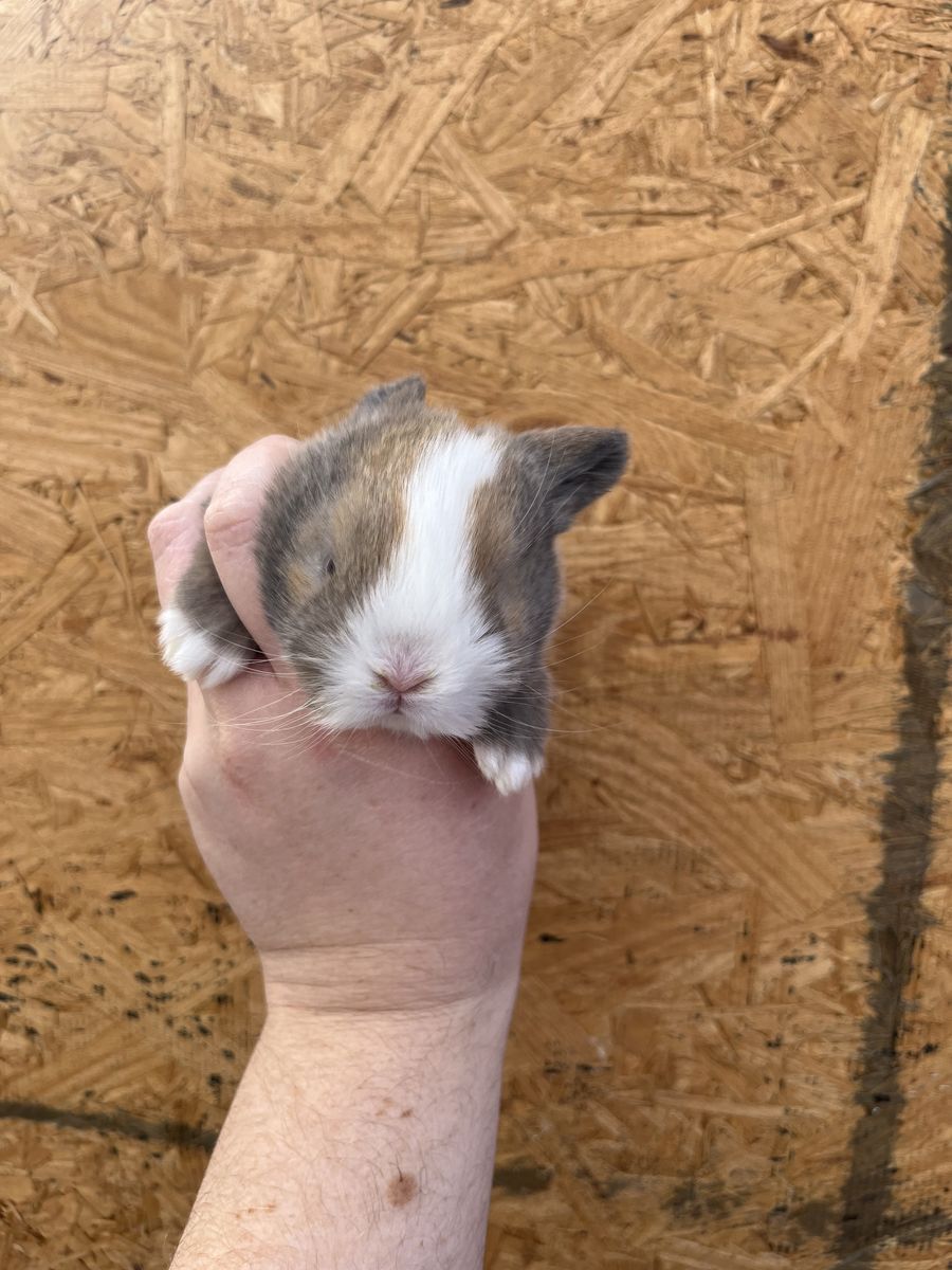 Pedigreed Holland Lops - 2 Left!