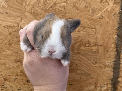 Pedigreed Holland Lops - 2 Left!