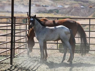 2026 Blue Roan filly