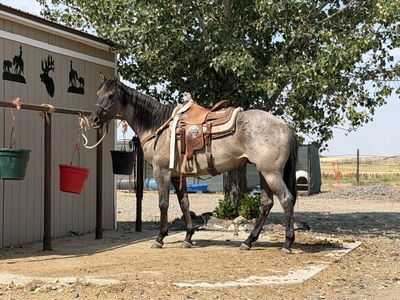 2017 Gruillo Roan AQHA Gelding