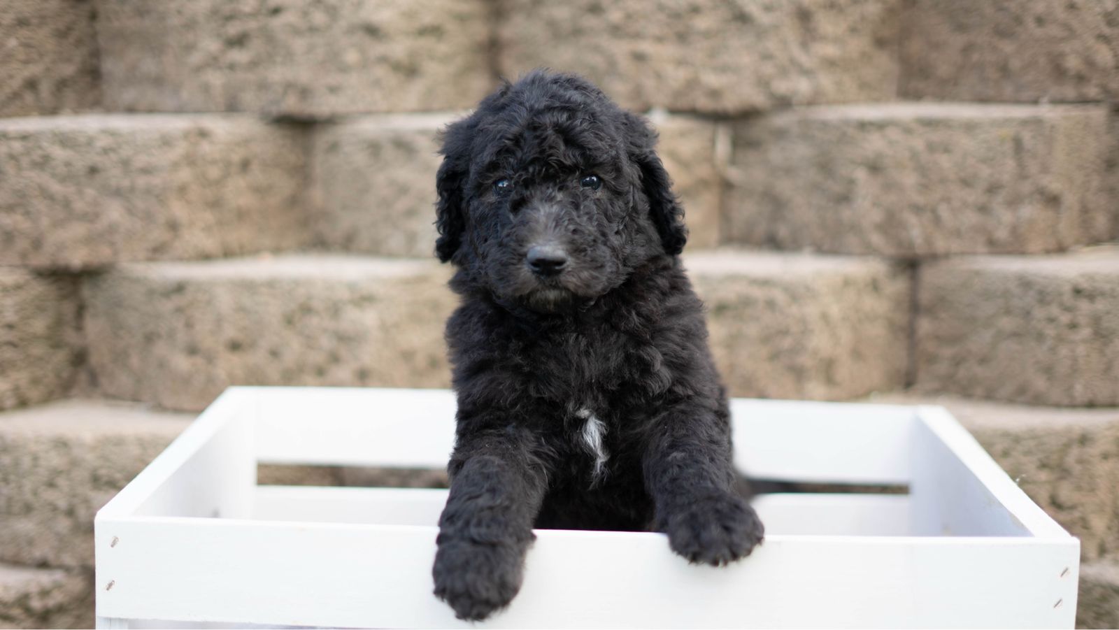 Health tested standard poodles!