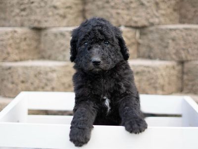 Health tested standard poodles!
