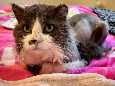 FLUFFY Gentle GIANT! Fixed/vaxed