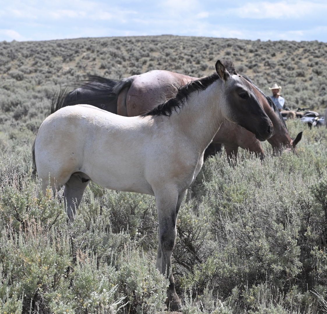 2026 Grullo Roan Draft Cross Colt