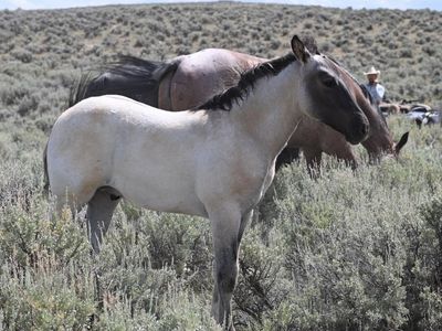 2026 Grullo Roan Draft Cross Colt