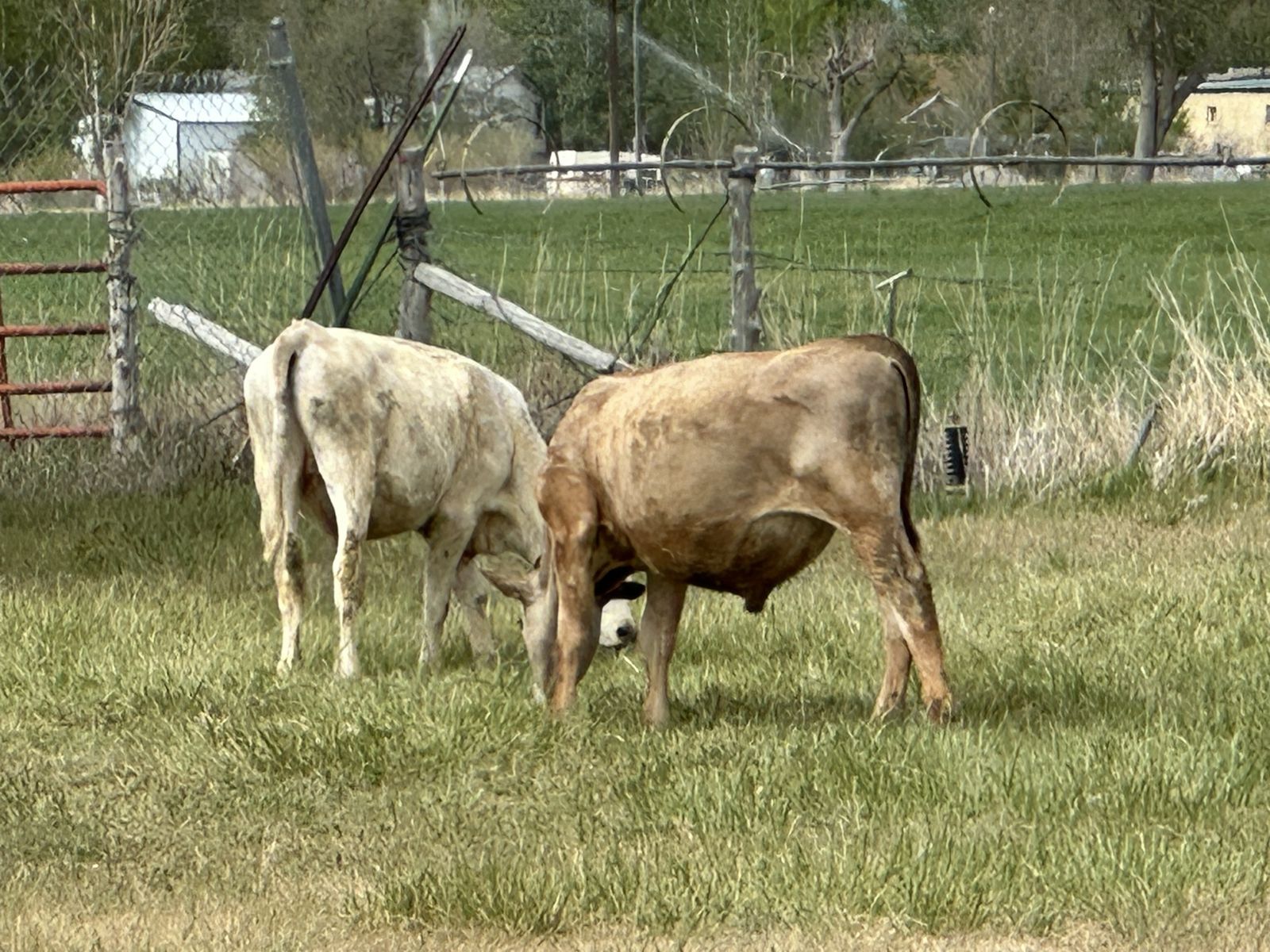 Beef Cross Calves - Calf - Charolais - Angus