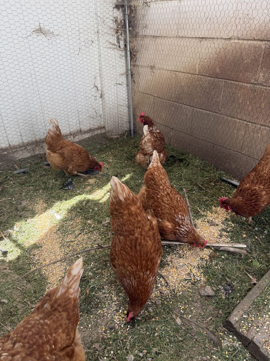 8 Chickens (7 ISA brown, 1 Americauna)