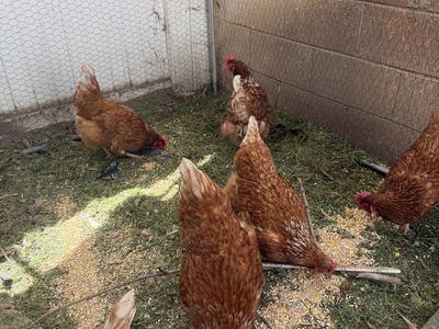 8 Chickens (7 ISA brown, 1 Americauna)