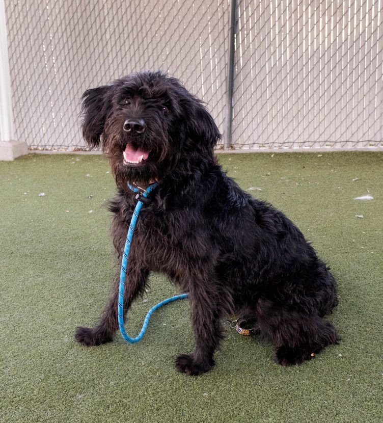 A165317 Zippy is Available for Adoption!