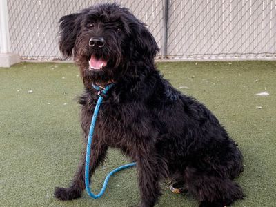 A165317 Zippy is Available for Adoption!
