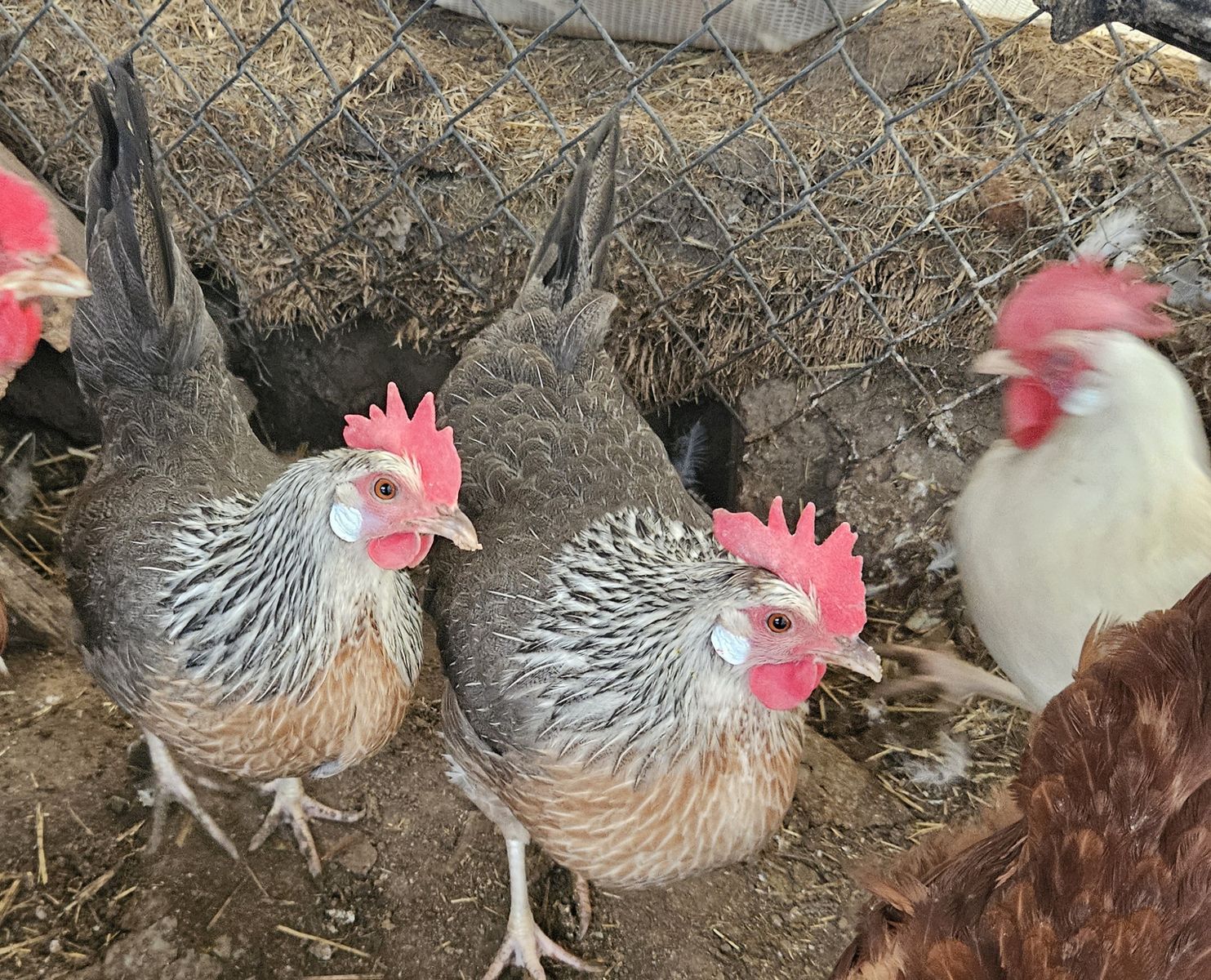 Free Chickens