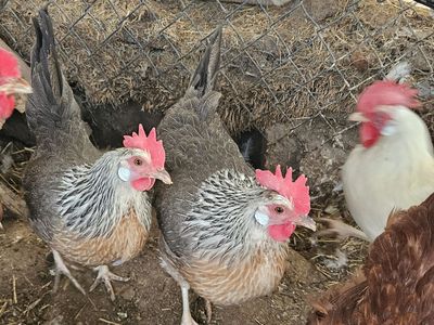 Free Chickens