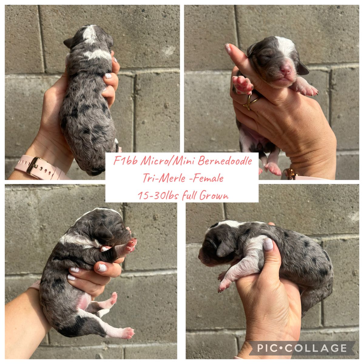 F1bb Micro mini Bernedoodles