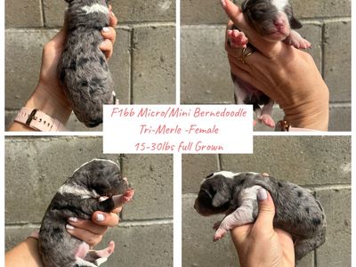 F1bb Micro mini Bernedoodles