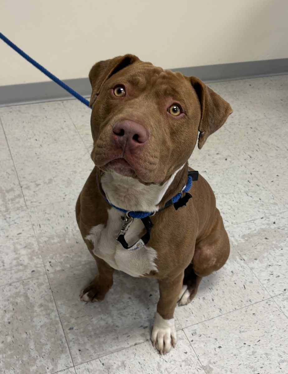 A160140 Buster is Available for Adoption!