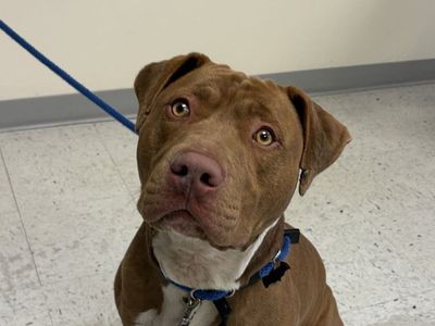 A160140 Buster is Available for Adoption!