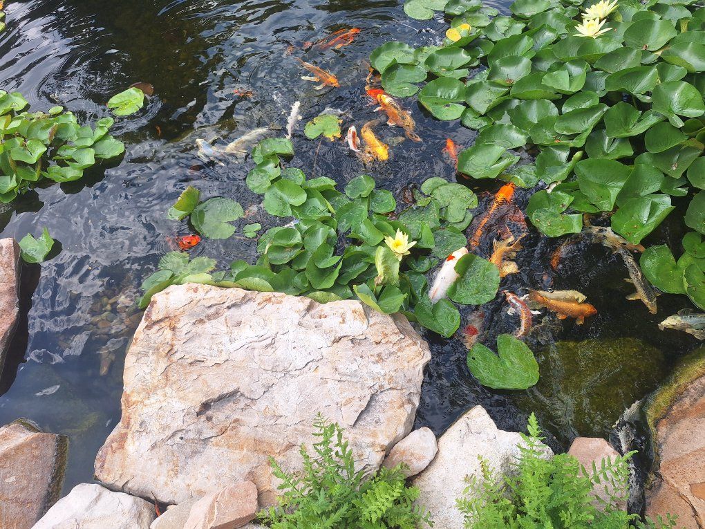 Water Lily