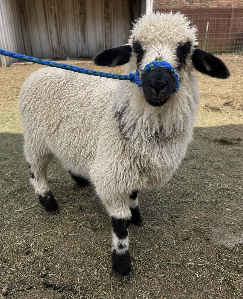 F1 Valais ewe lamb
