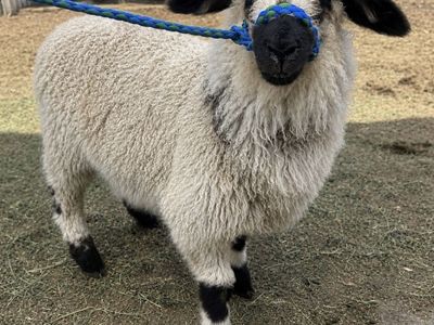 F1 Valais ewe lamb
