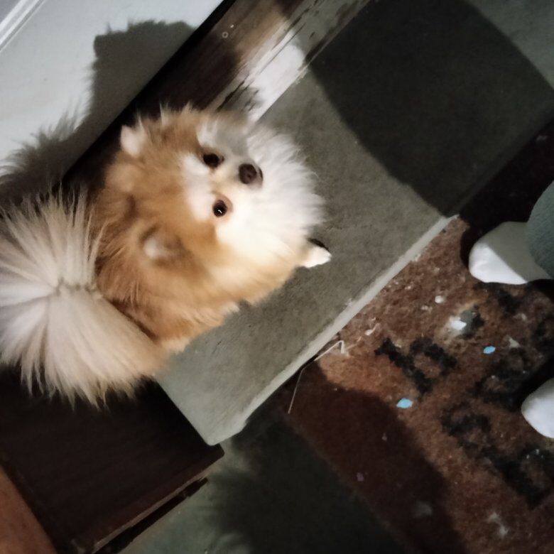 Male pomeranian