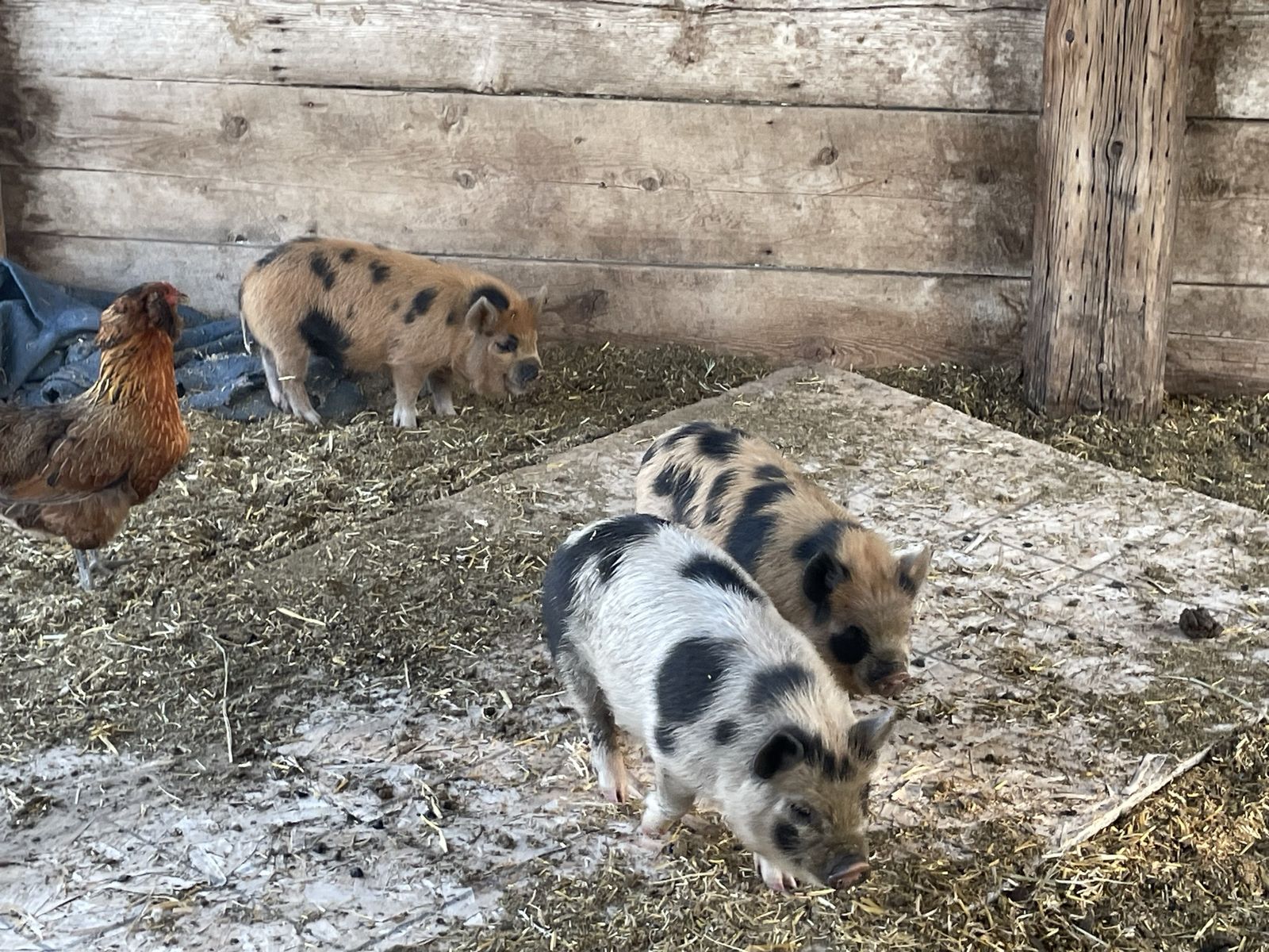 Kune kune piglets