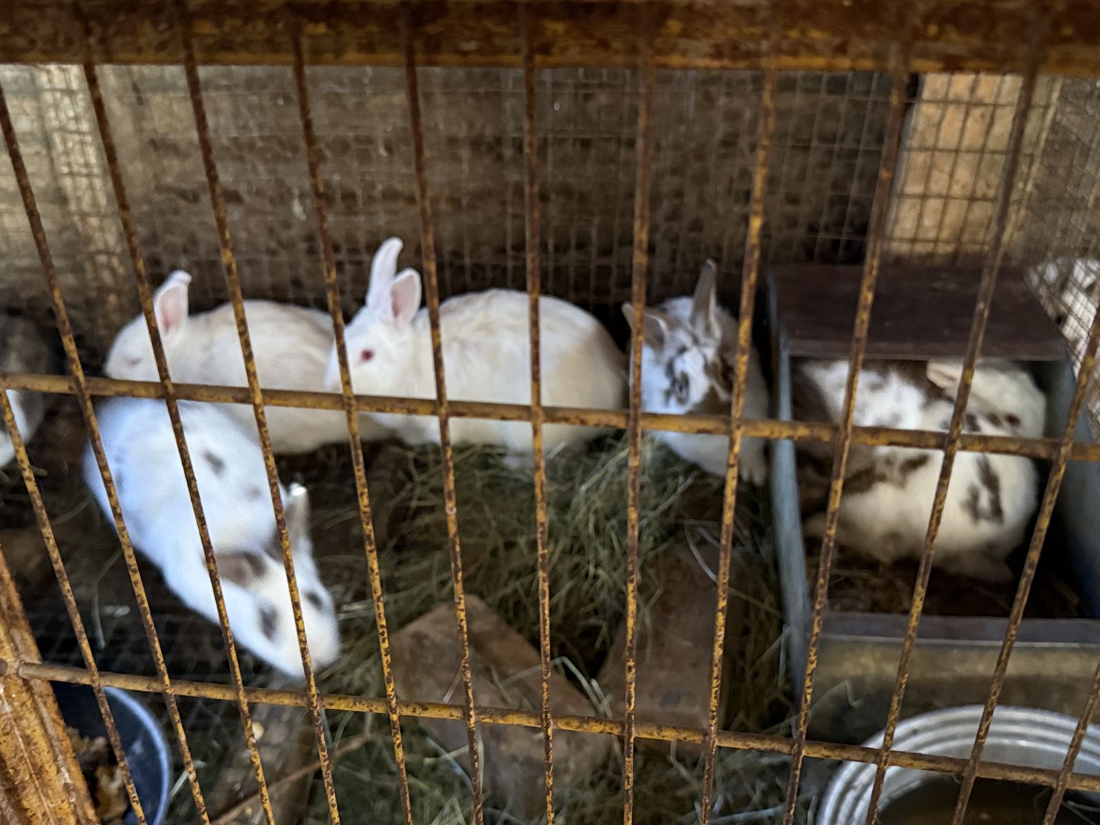 20-30 Young New Zealand Rabbits